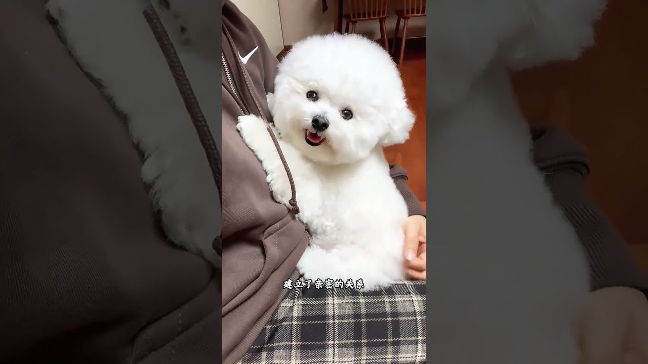 How long can a dog remember its owner