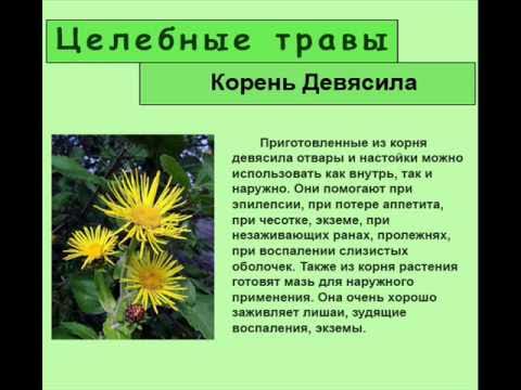 Девясил трава фото как выглядит польза Корень Девясила - YouTube