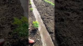 Organic Moringa At Bhavnagar, Gujarat, India