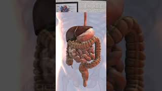 #gastritis #stomachacidity #obesity #drnazirsnaturecare