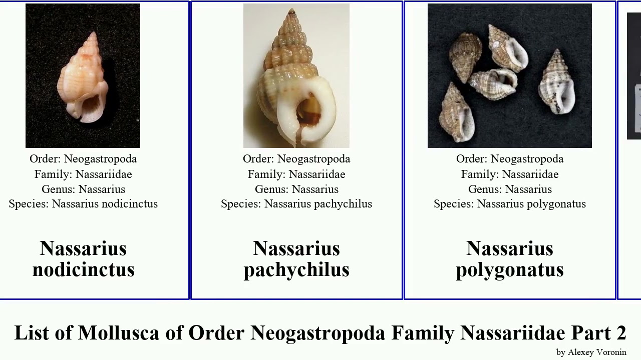 List of Mollusca of Order Neogastropoda Family Nassariidae Part 2 nassarius nassaria garuda albus