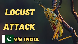 Why locust attack in India by Pakistan| Locust Attack in India 2020 || karan Verma