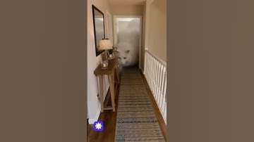 😹 Your cat, if it had infinite food  #sora2 #funny #sora #openai