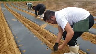 Tanim Tayo Ng Labanos Farm Boys In Japan