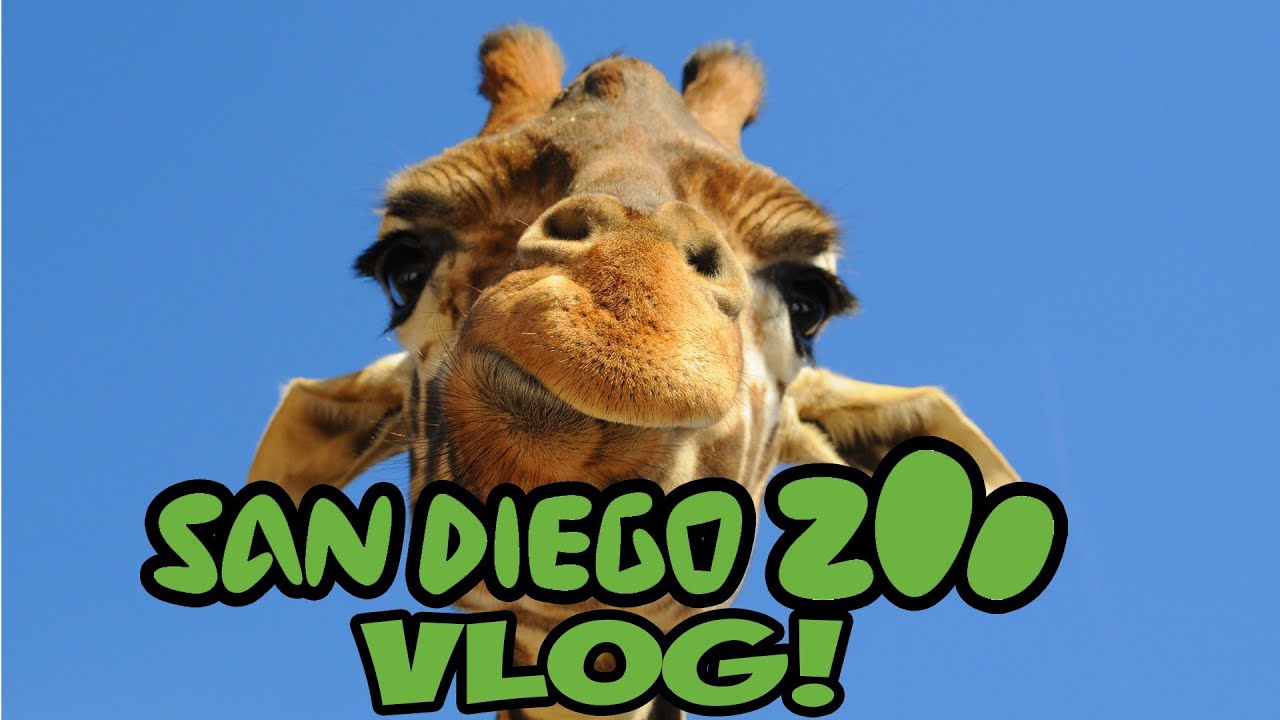 "San Diego Zoo" Vlog w/ GregFPS! (California Vacation)