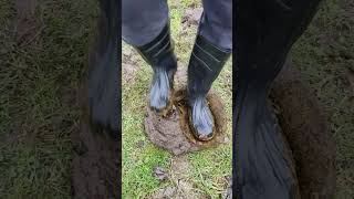 Rubber boots vs cowshit 214