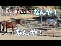 一大事にいち早く気づいて知らせてくれた引退競走馬のシルバーゲイル。2頭が見ている先で何が!?