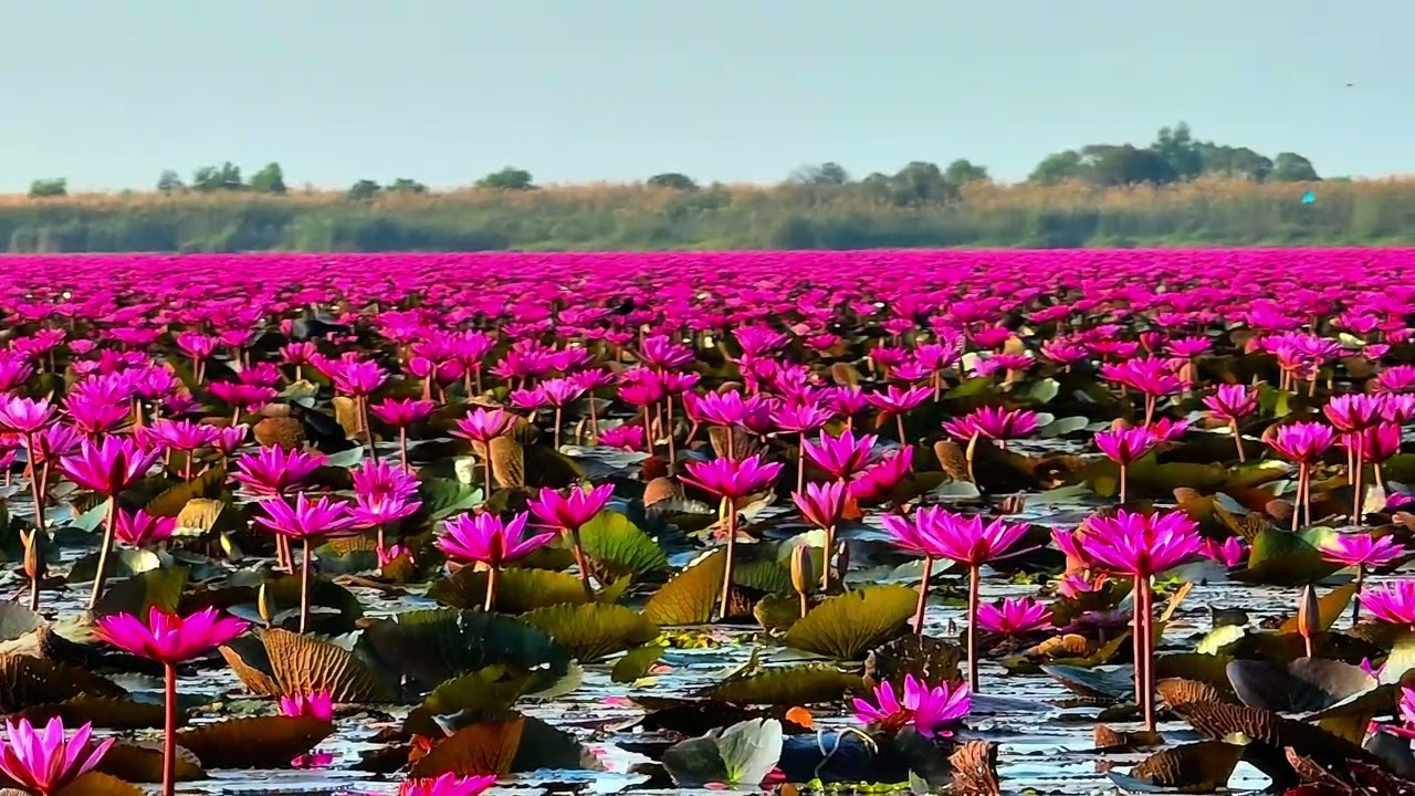 ทะเลบัวแดง อุดรธานี 6/2/2026