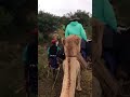 Camel safari footage