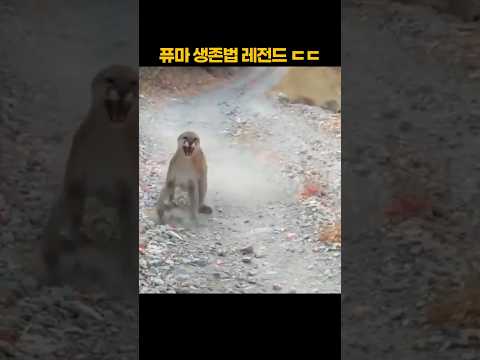 <strong>퓨마</strong> 생존법 레전드 ㄷㄷ