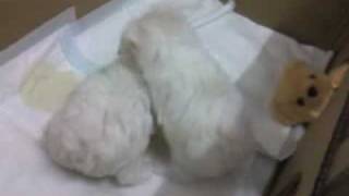JoJo家族成長記錄20100522-7
