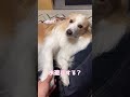 話す言葉を理解する犬と幻聴が聞こえていそうな人間との朝の会話【ボーダーコリー】#shorts