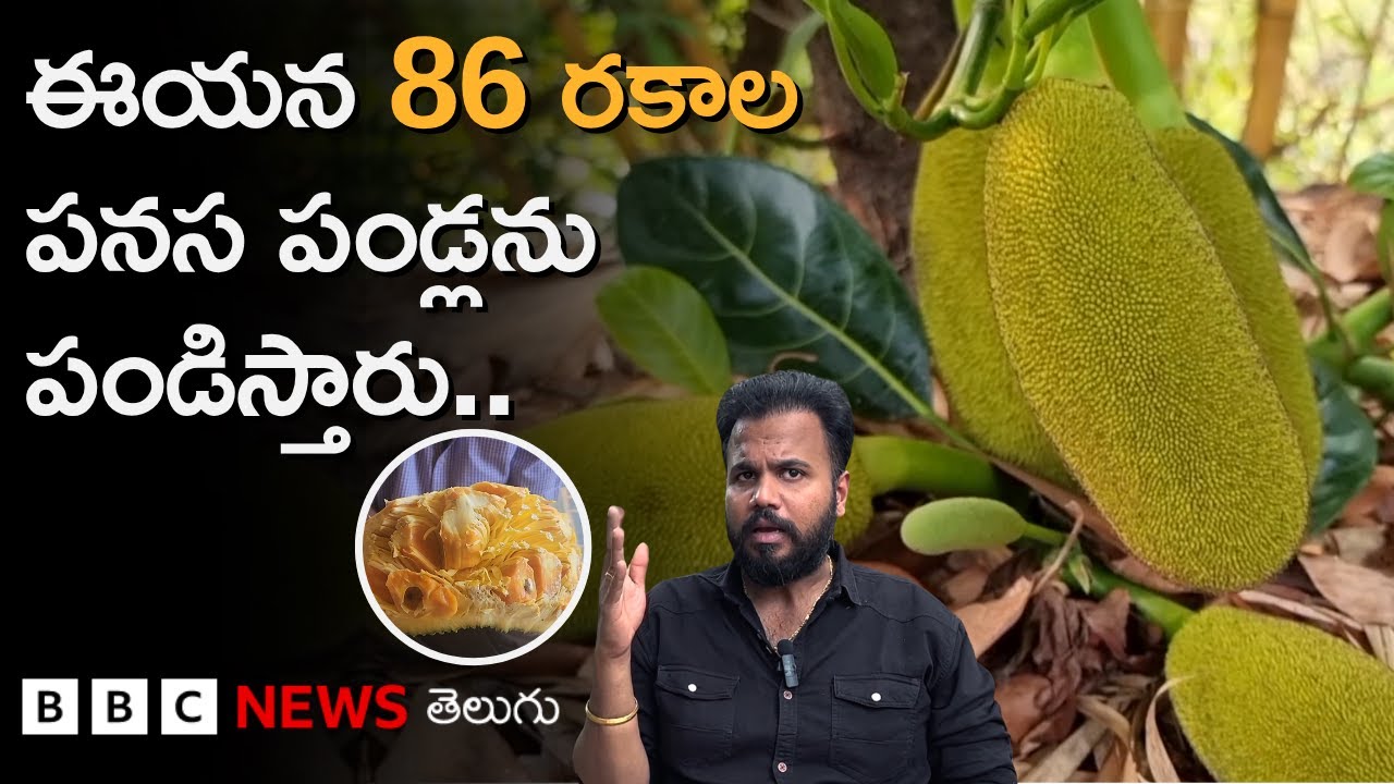 Jack Fruit Farming: ఈ రైతు 86 రకాల పనస పండ్ల సాగును ఎలా చేపడుతున్నారంటే.. | BBC Telugu