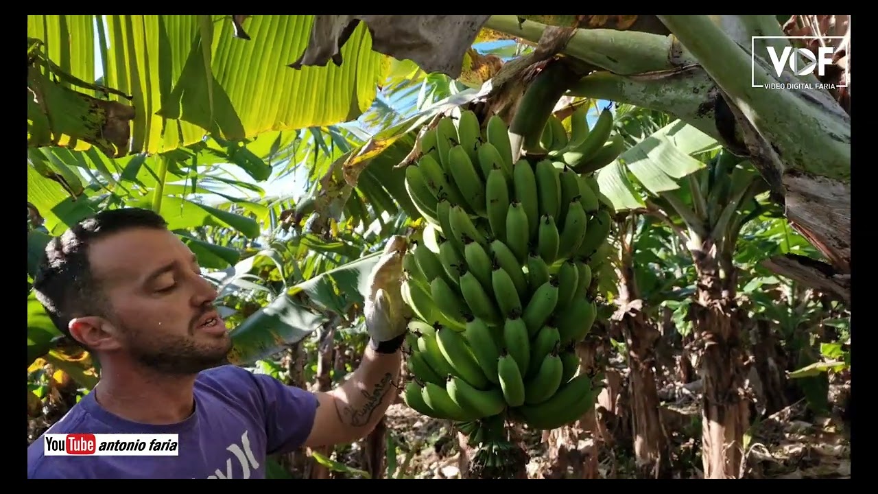 Produtor de bananas, Ricardo Melo Ilha do Pico Açores
