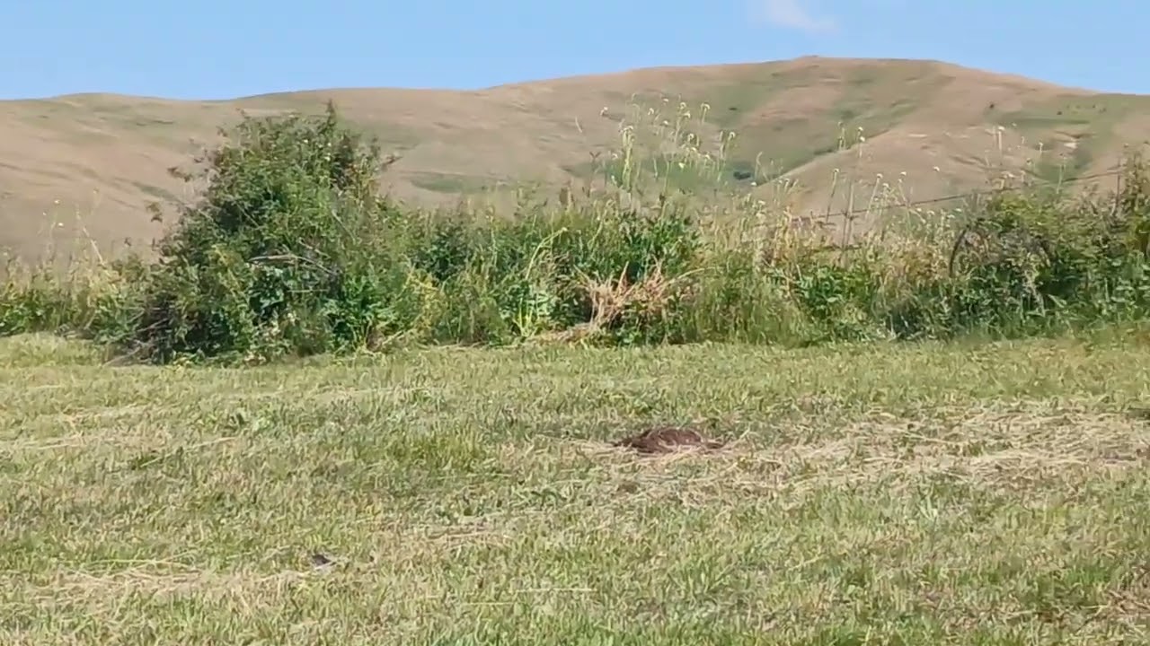 Narman Gornes kılğışta baliye yapyoruz