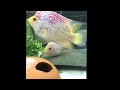 My flowerhorn faders breeding..yaaay