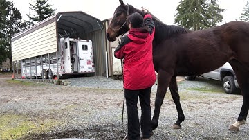 Clipping Willow’s bridle path. 3/19/18