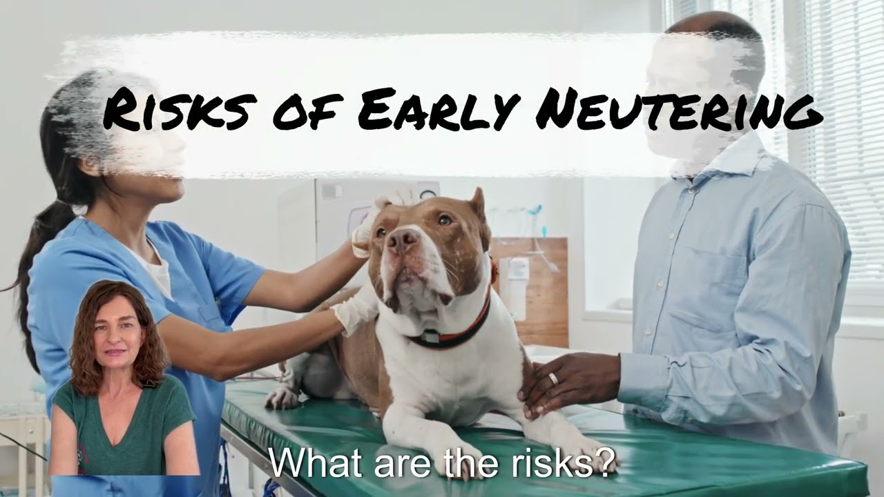 Neutering Your Dog: When Should You Do It? (2024)