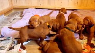 Vizsla puppies 3 weeks old