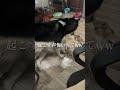 内股シバケン可愛すぎやてwwww