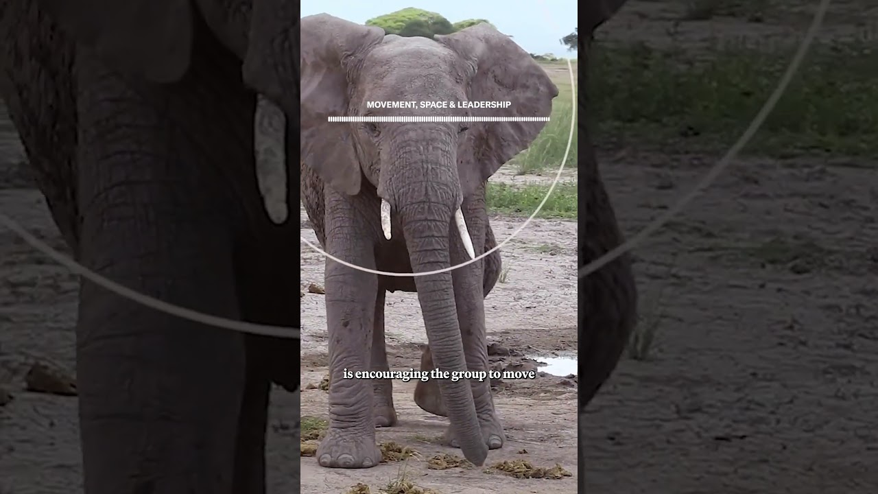 smithsonianmag.com - Sarah Kuta - African Elephants Often Produce Choruses of Low-Pitched Rumbles. Now, Scientists Are Using A.I. to Decode the Joint Vocalizations