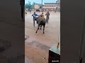 riding on bull