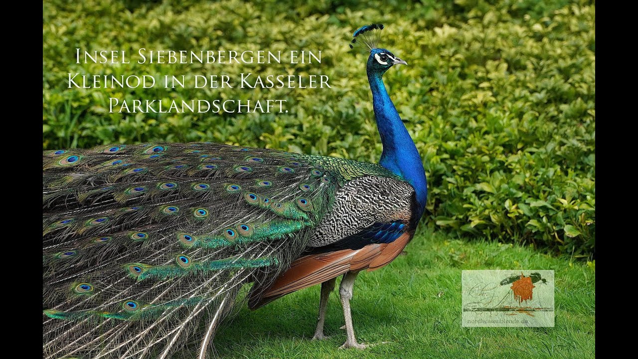 Kasseler Parklandschaft die Insel Siebenbergen 2024