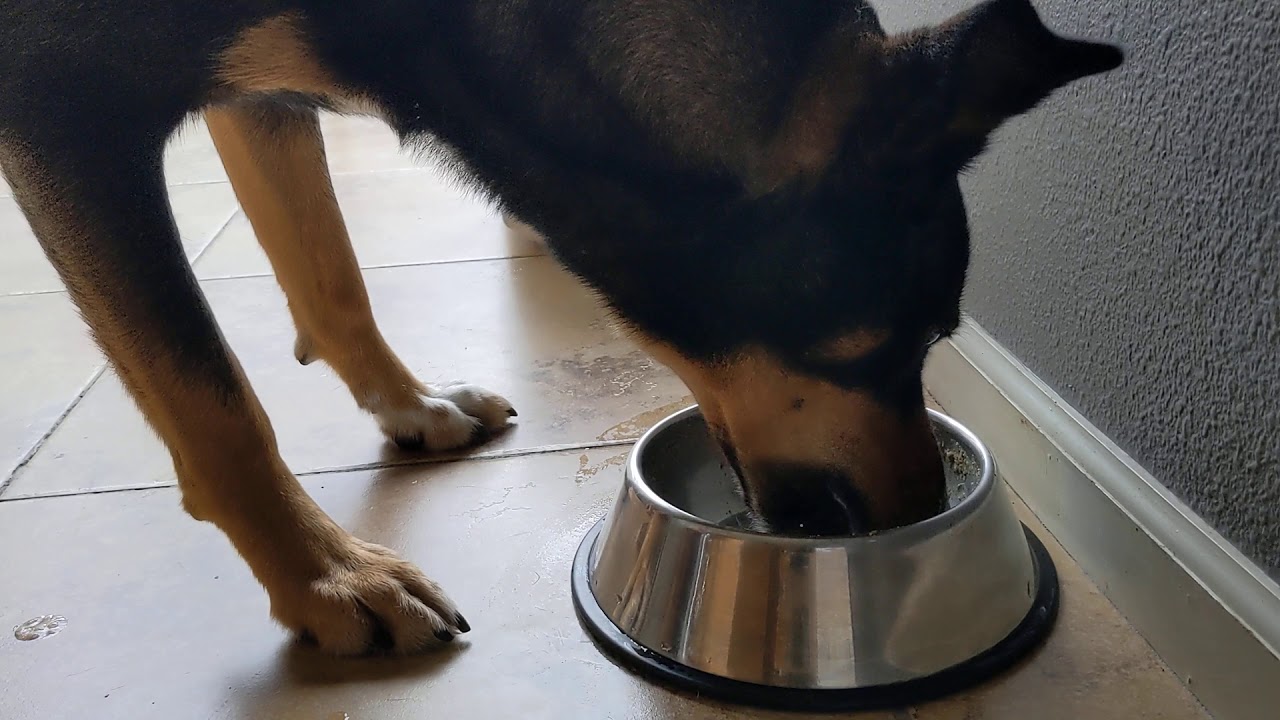 ASMR Dog Eating Wet Food for Breakfast YouTube