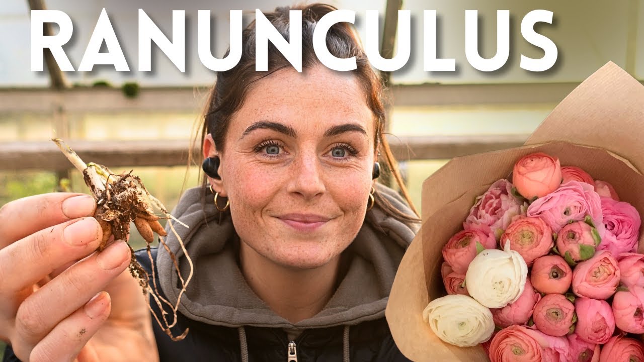 How to Grow Ranunculus as Cut Flowers (whole process)