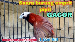 masteran pancingan suara burung emprit Pipit gacor durasi 1 jam