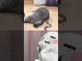 ねこちゃんとへび #shorts