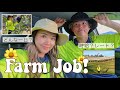 【ワーホリ】海外初仕事、ファームの1日って実際こんな感じ。| Australia🇦🇺
