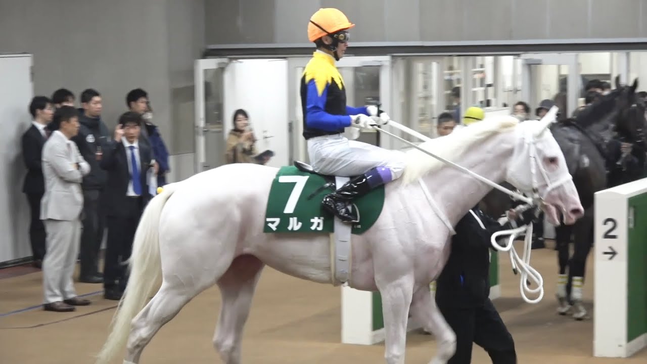 【現地】2025 G2 アルテミスステークス フィロステファニ 川田 将雅 【東京競馬場 ホースプレビュー マルガお疲れ様】