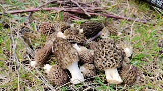 2026 Yılının Ilk Kuzu Göbeklerini Bulduk. Yer Bilgisini Verdim. Öbeği Ğa