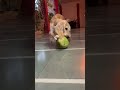 🤣#cockerspaniel #petinfluencer #trending #youtubeshorts #puppy #funny #petlover #pets #famousshort