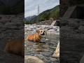 川に入って激しくブルブルするコーギー / She’s doing a big shake after getting in the river! #コーギー #corgi