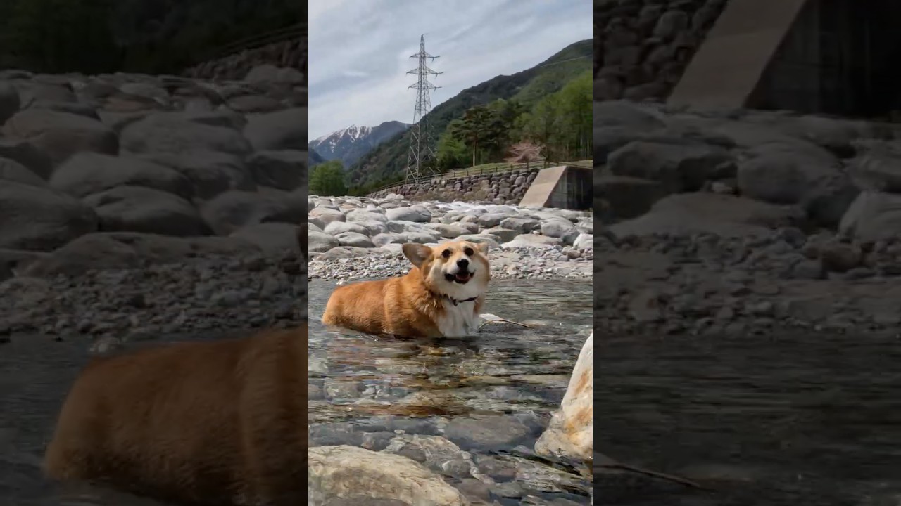 川に入って激しくブルブルするコーギー / She’s doing a big shake after getting in the river! #コーギー #corgi