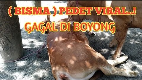 (BISMA)siap meramaikan kontes di jember