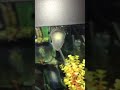 Pet snail