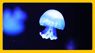 Jellyfish Aquarium for Relaxing - Sleep Meditation RELAXING MUSIC HD 1080P Screensaver