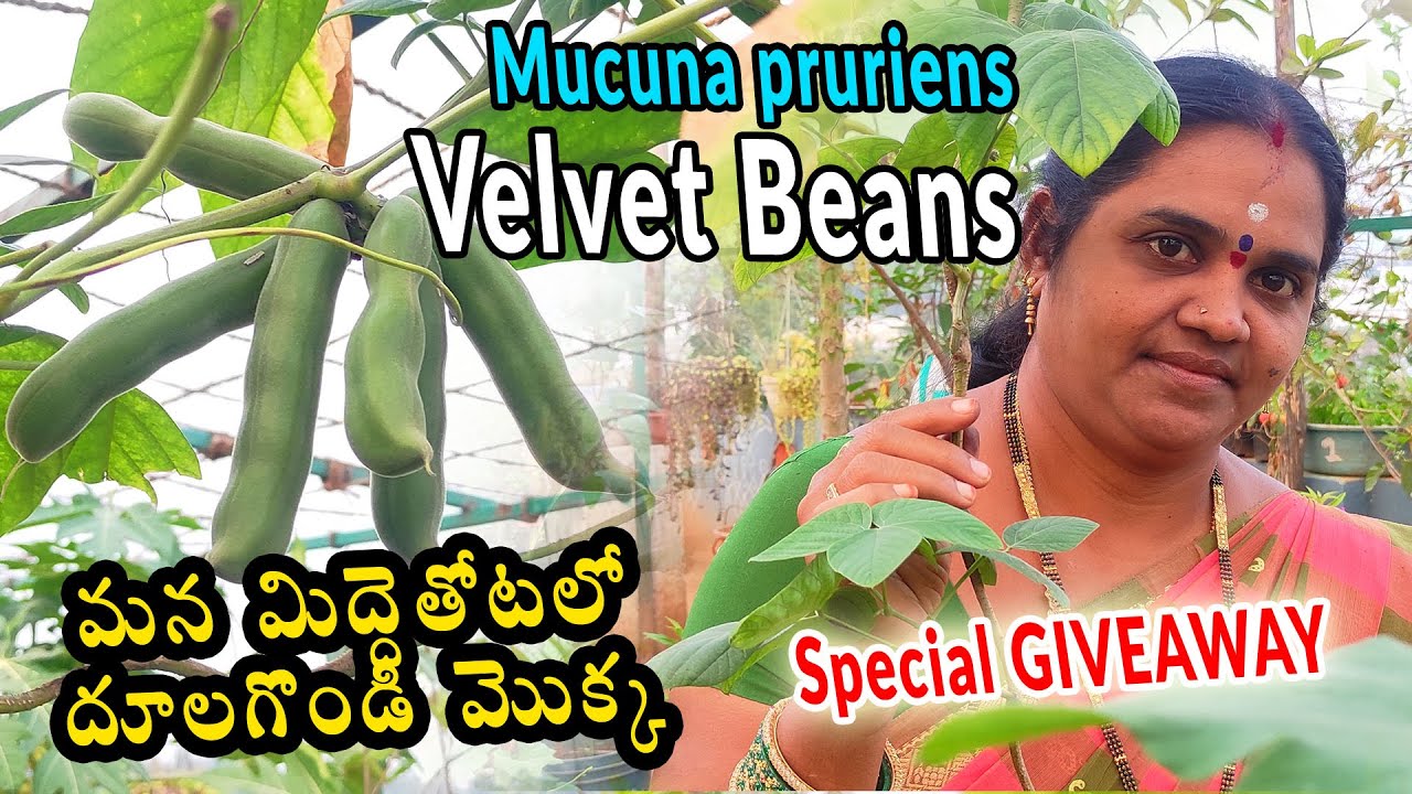 Velvet Bean in Terrace Garden | దూలగొండి మొక్క | Today's Giveaway Task | ACH Gardening Channel