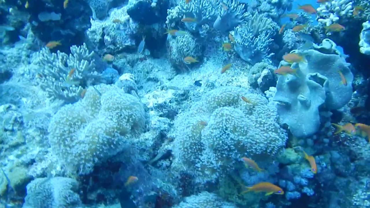 Fantazia Resort Marsa Alam Diving Vivasub centre YouTube