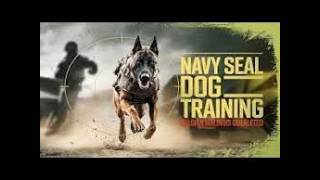 Why Navy SEALs Trust the Belgian Malinois With Their Lives