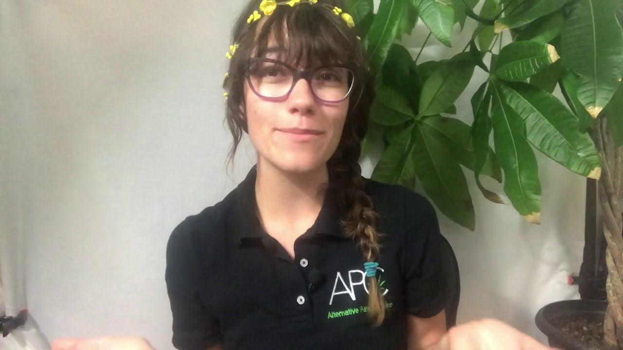 How To Set Up Your Cannabis Vape Pen!