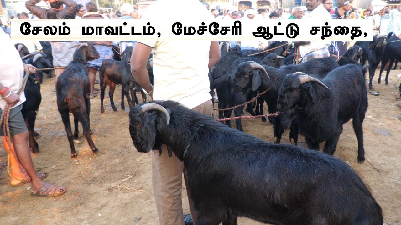 சேலம் மேச்சேரி ஆட்டு சந்தை, சேலம் கருப்பு ஆடு, செம்மறி கிடாய் ஆடுகள் விற்பனை 