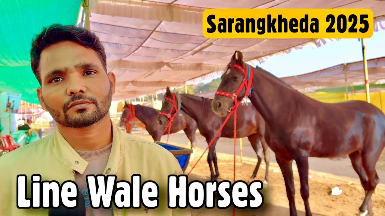 Horses of Yadav Stud Farm (Maheshwar) at Chetak Festival Sarangkheda 2025