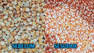 Cara Mencuci Jagung Yang Baik Dan Benar Untuk Burung Merpatiku