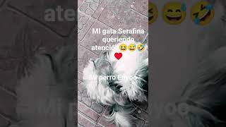 Mi perro Enyoo y mi gatita en el fondo😋🥰😂🤣 #ternira