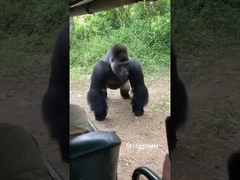 Animal Instincts Kicked In Gorilla Started Doing Push Ups 