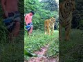 water quality control of lions tiger #tiger #lionhunters #wildlife #forest #animal #animals